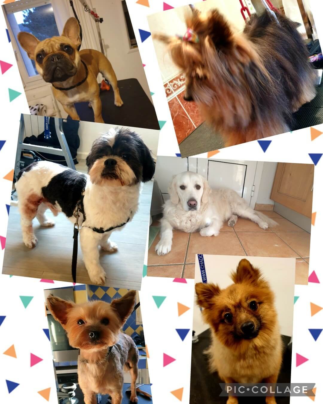 Toilettage à Domicile à Toulon et alentours tous types de chiens